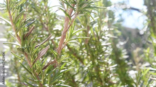 Wallpaper Mural chive, herb with young leaves in soft spring breeze Torontodigital.ca