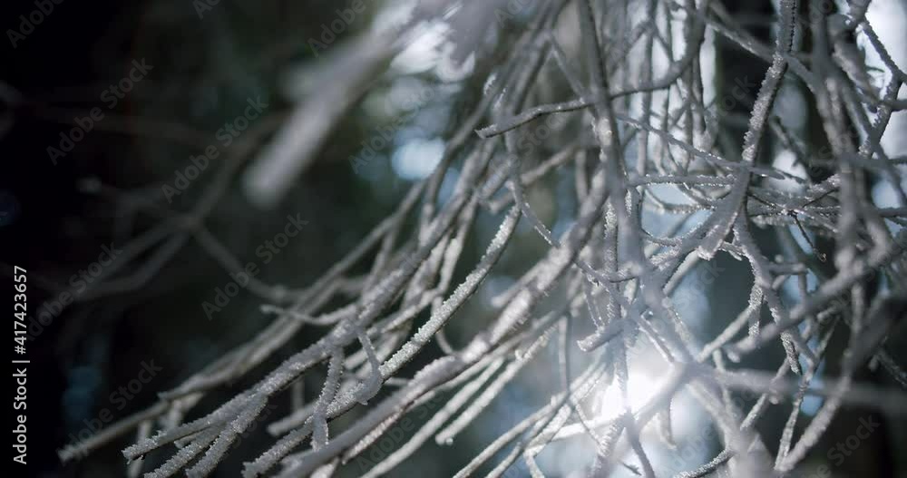 Close up of a frozen tree branch with sunshine in the background Close up of a frozen tree branch with sunshine in the background