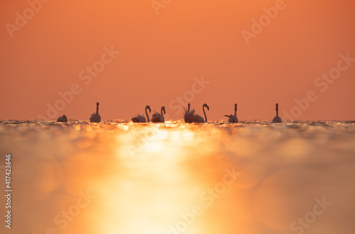 Greater Flamingos and reflection of sunlight at Asker coast of Bahrain