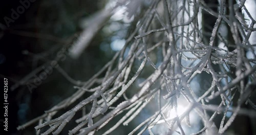 Close up of a frozen tree branch with sunshine in the background