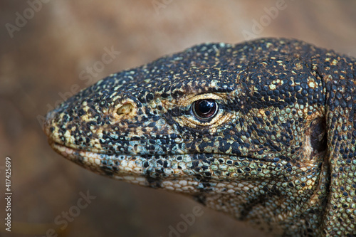 up close with a lace monitor