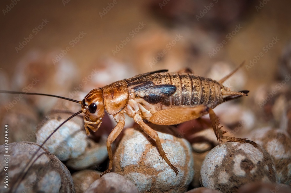 Side view of Cricket. Side view of Cricket.