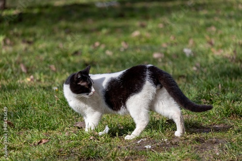 Black and white street cat stands on green grass and looks back