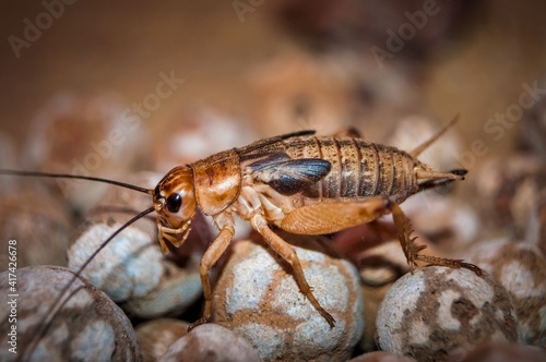 Side view of Cricket.