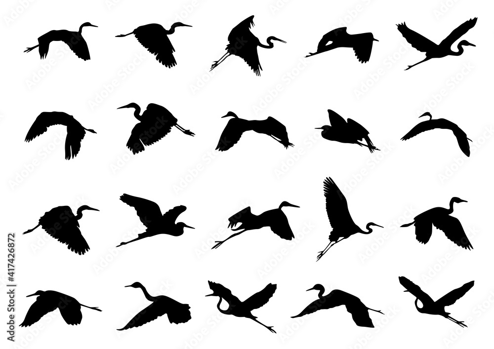 White Herons shadow 03 White Herons shadow 03