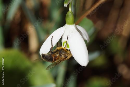 Flowers of snowdrop or common snowdrop (Galanthus nivalis) with the hoverfly Meliscaeva auricollis, family syrphidae. Dutch garden. Late winter, February, Netherlands. photo