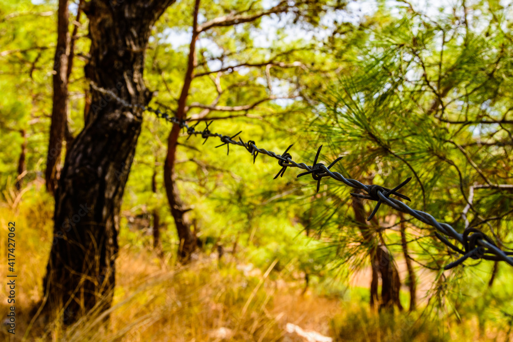 Closeup of barbed wire in a forest