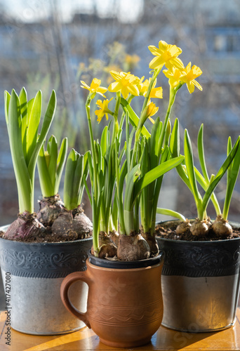 Blooming sun daffodils in a pot on a blurry background of green leaves of bulbous plants by the window. Waiting for spring.