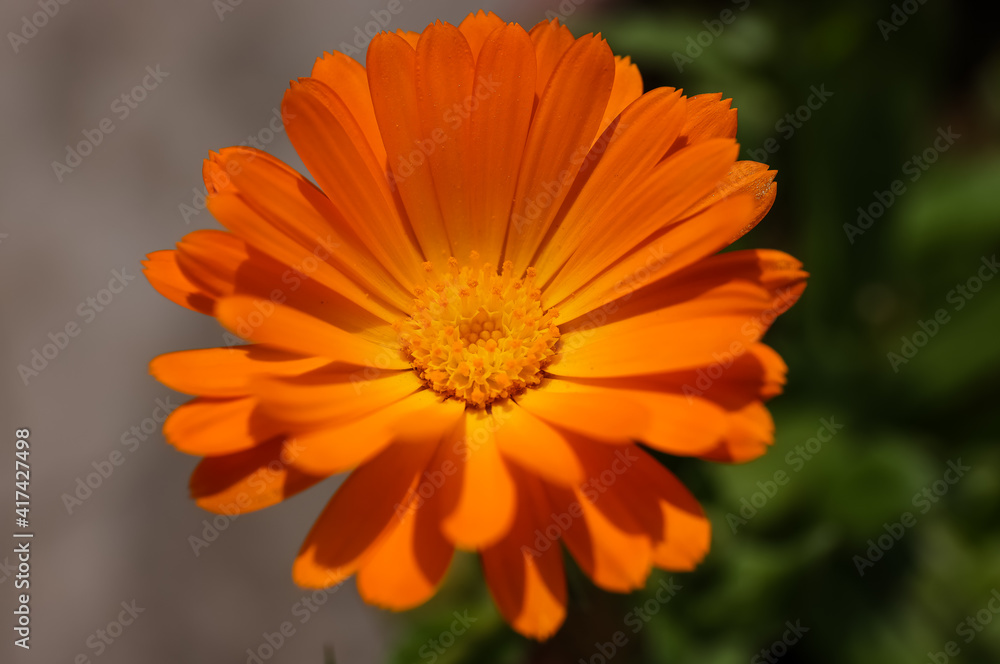 Summer background with Marigold flowers in sunlight. Beautiful nature scene with blooming calendula officinalis in Summertime. Summer background with Marigold flowers in sunlight. Beautiful nature scene with blooming calendula officinalis in Summertime.