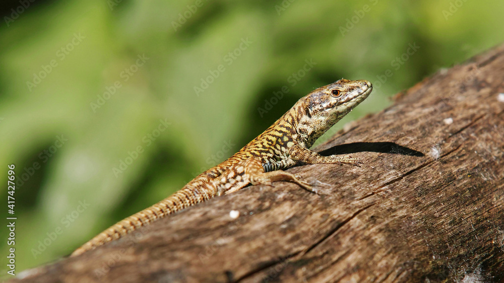 Fototapeta premium european lizard