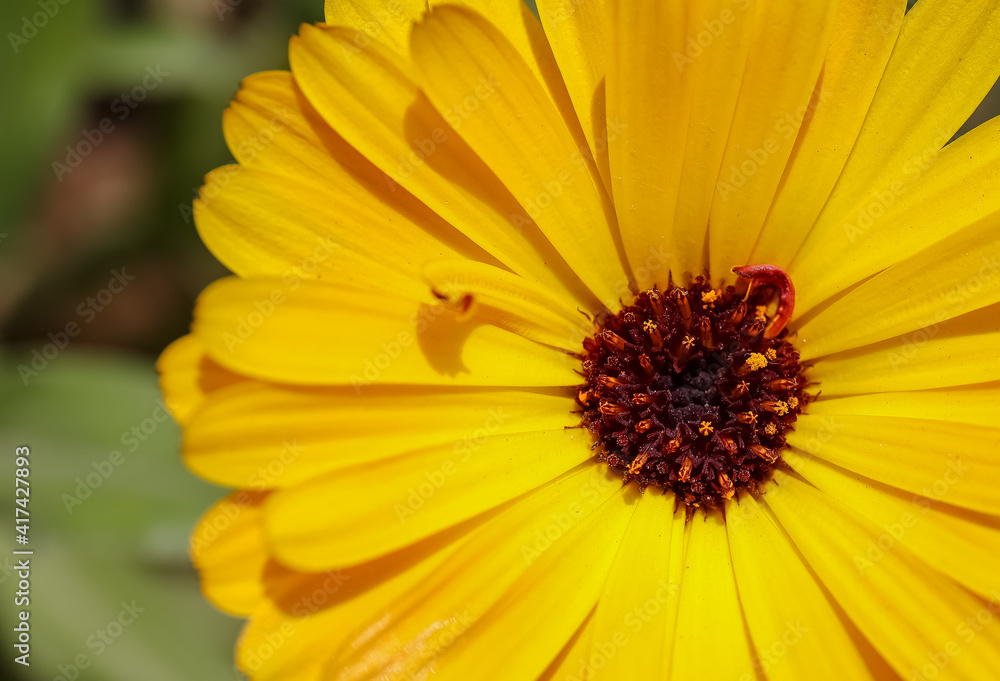 Summer background with Marigold flowers in sunlight. Beautiful nature scene with blooming calendula officinalis in Summertime. Summer background with Marigold flowers in sunlight. Beautiful nature scene with blooming calendula officinalis in Summertime.
