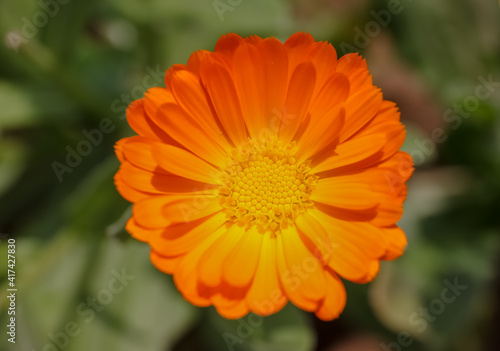 Summer background with Marigold flowers in sunlight. Beautiful nature scene with blooming calendula officinalis in Summertime.