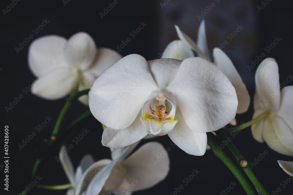 white Orchidea bloom on a dark background white Orchidea bloom on a dark background