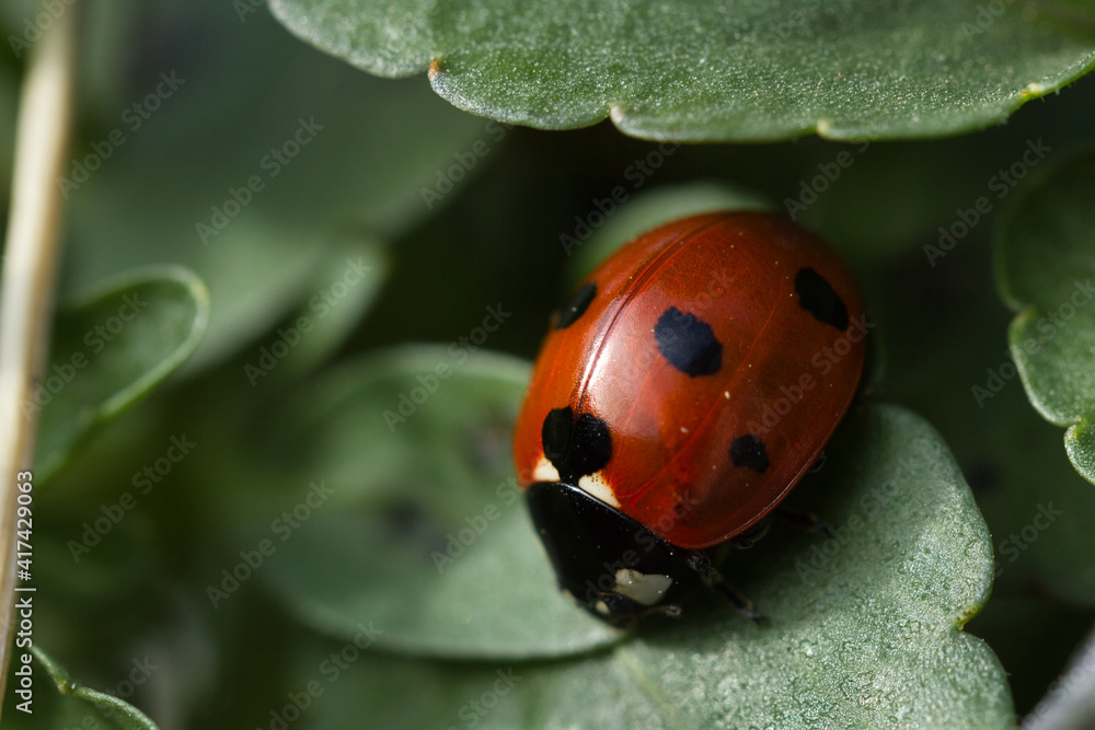 Fototapeta premium Close-up of a ladybug on a green leaf of a viola flower with selective focus against a blurred nature background.