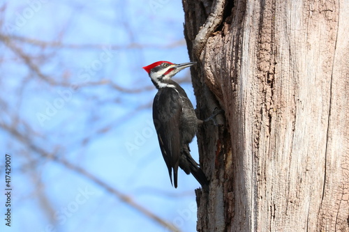 Pileated Woodpecker on a Tree