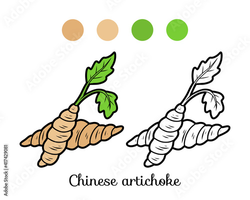 Coloring book for kids, Chinese artichoke