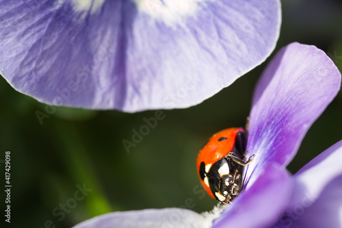 Close-up of a ladybug on a pink petal with selective focus against a blurred nature background.