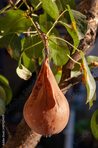 Branches leaves and pear fruits affected by orange rusty spots and horn-shaped growths with spores of the fungus Gymnosporangium sabinae in a human home garden. Pear leaves with pear rust infestation. photo