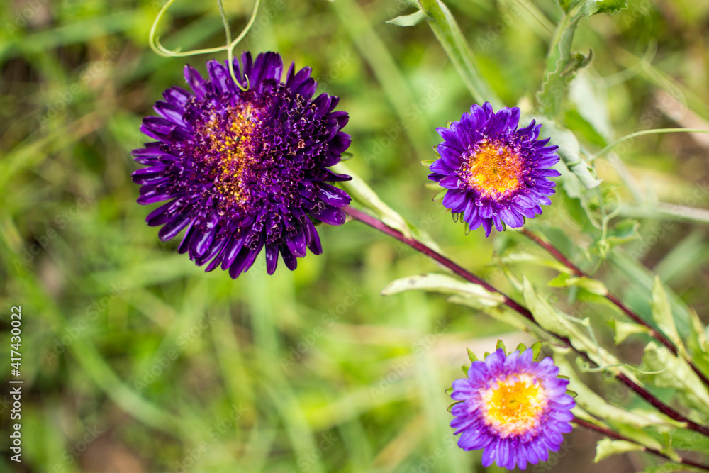 Bluish Aster Tongolensis, Family Compositae Bluish Aster Tongolensis, Family Compositae