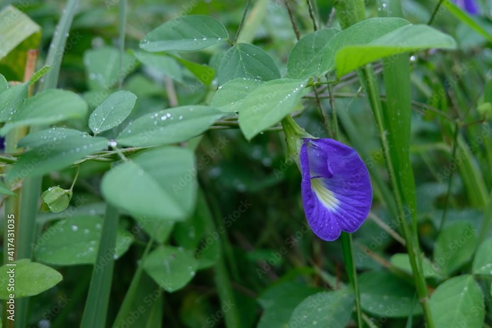 Single blue colored shankapushpi flower Single blue colored shankapushpi flower