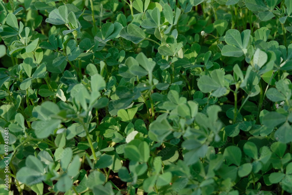 Fenugreek plants grown in a home garden. Fenugreek plants grown in a home garden.