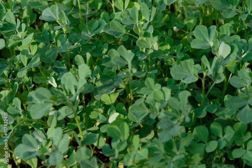 Fenugreek plants grown in  a home garden. © vasuki