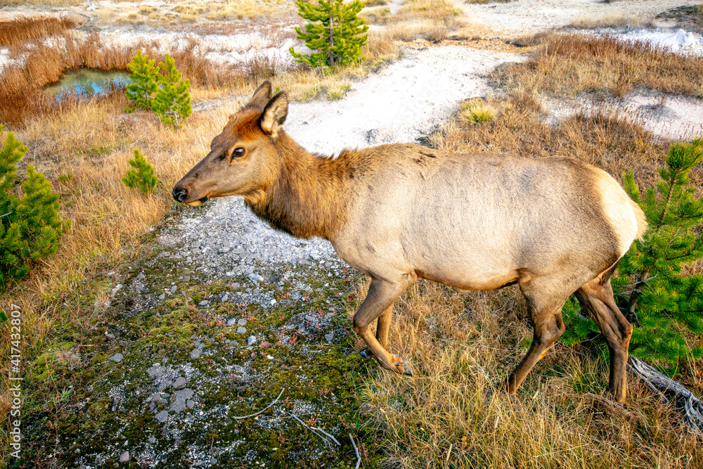 Young Elk in Yellowstone Young Elk in Yellowstone