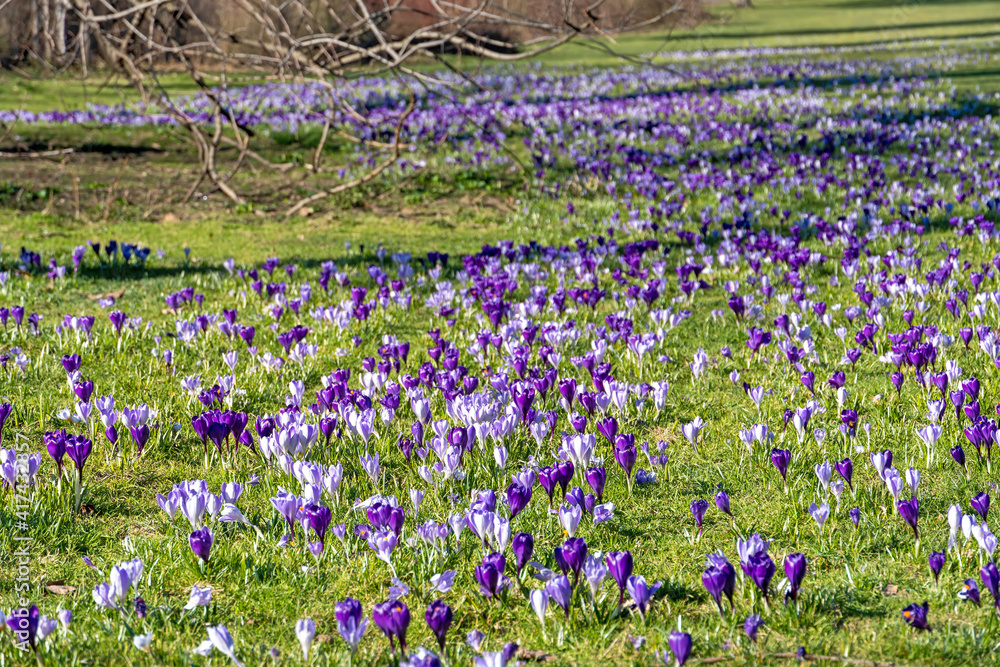 Krokuswiese Krokuswiese