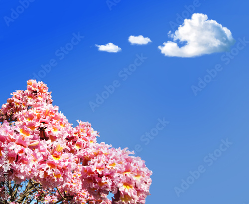 Bright pink flowers against the blue sky. Spring is coming soon. Romantic realistic frame. Background for invitations