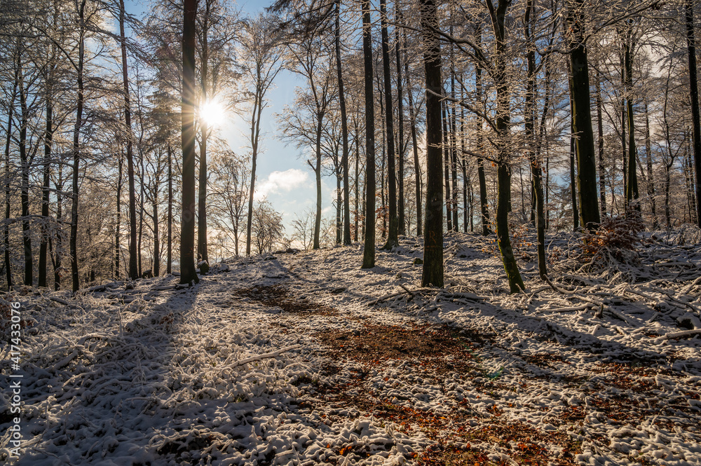 Fototapeta premium Atmosphärisches Waldbild im Winter mit Schnee und Sonne
