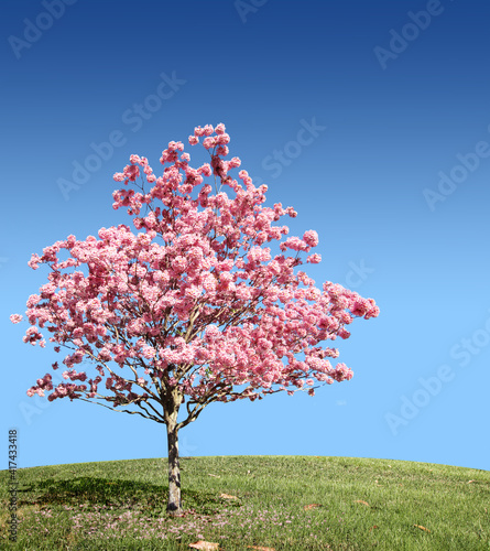 Bright pink flowers against a blue sky. A flowering tree of the species sakura, Tabebuya impetiginosa or cherry on a green lawn to the horizon. photo