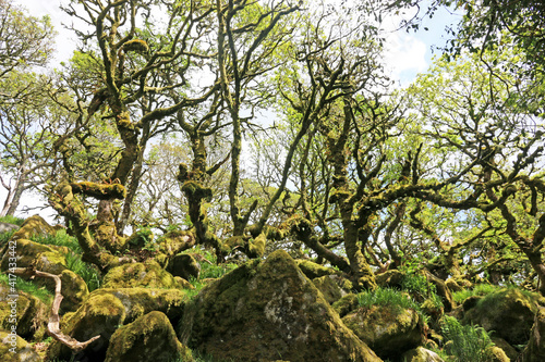 Ancient Oak trees in Wistmans Wood, Dartmoor 