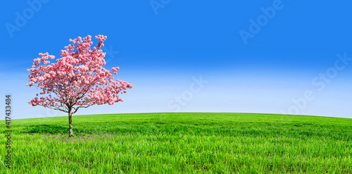 Bright pink flowers against a blue sky. A flowering tree of the species sakura, Tabebuya impetiginosa or cherry on a green lawn to the horizon.Bright pink flowers against a blue sky. A flowering tree  photo