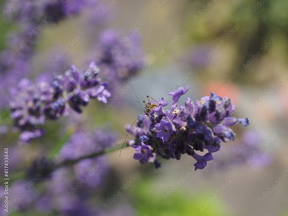 Fototapeta premium Eine Spinne in einen Lavendelblüte