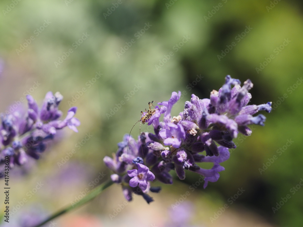 Eine Spinne in einen Lavendelblüte Eine Spinne in einen Lavendelblüte