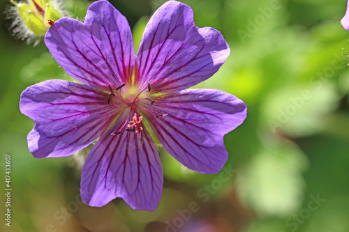 Purple geranium flower	