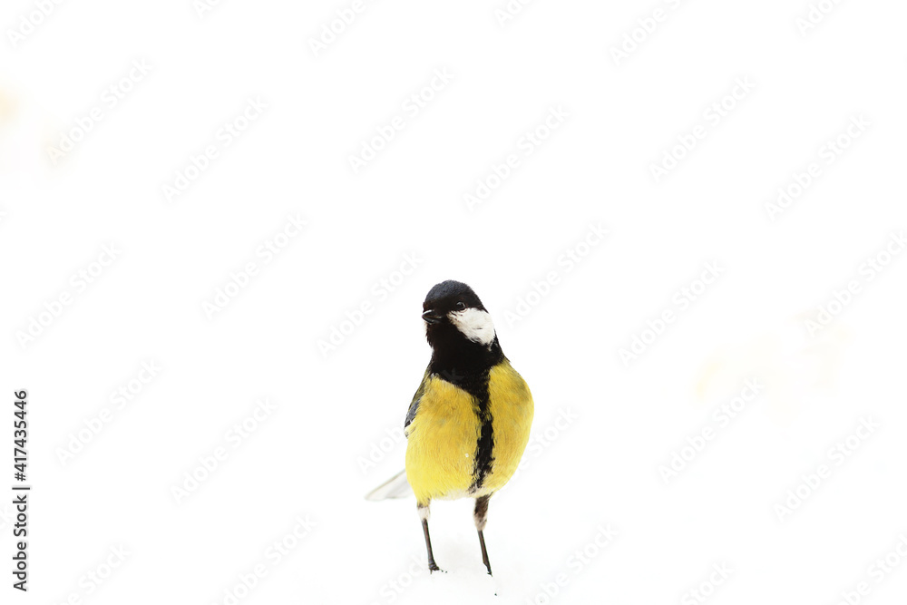 Fototapeta premium Big Tit on a snowy field ..