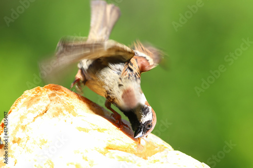 Fototapeta Naklejka Na Ścianę i Meble -  Sparrow - attack on a piece of bread.