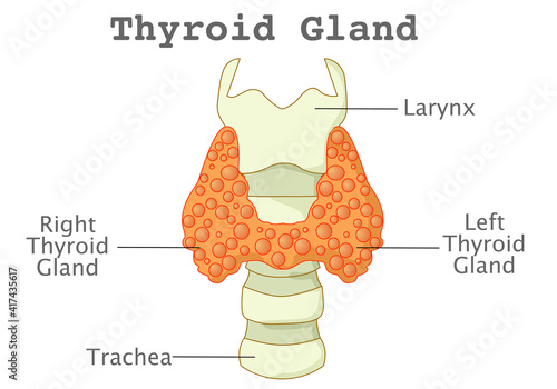 Thyroid gland, two side lobes larynx, trachea. The main hormone is thyroxine, also called T4. Explanations. white background. Medical Illustration vector
