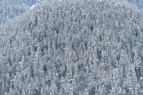 Snow forest on the slope. Winter background of trees. A pattern of natural. Christmas trees in the snow.