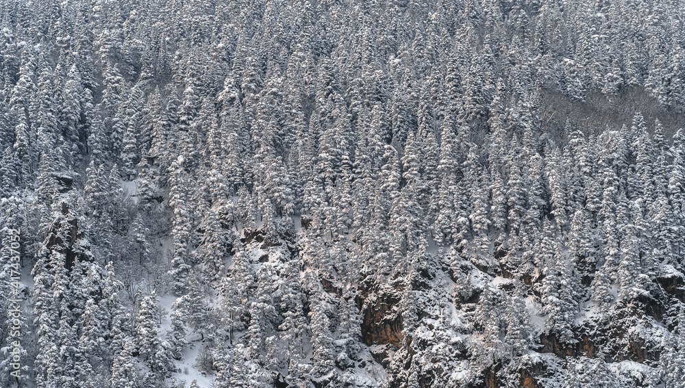 Fototapeta premium Snow forest on the slope. Winter background of trees. A pattern of natural. Christmas trees in the snow.