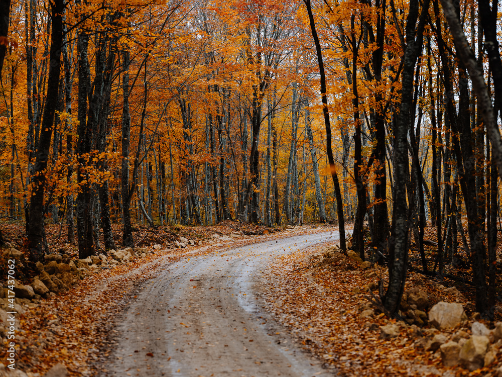 Fototapeta premium trail of yellow leaves autumn forest nature fresh air tall trees