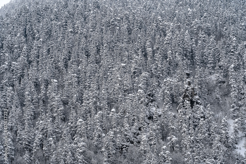 Snow forest on the slope. Winter background of trees. A pattern of natural. Christmas trees in the snow. © mazurevanasta