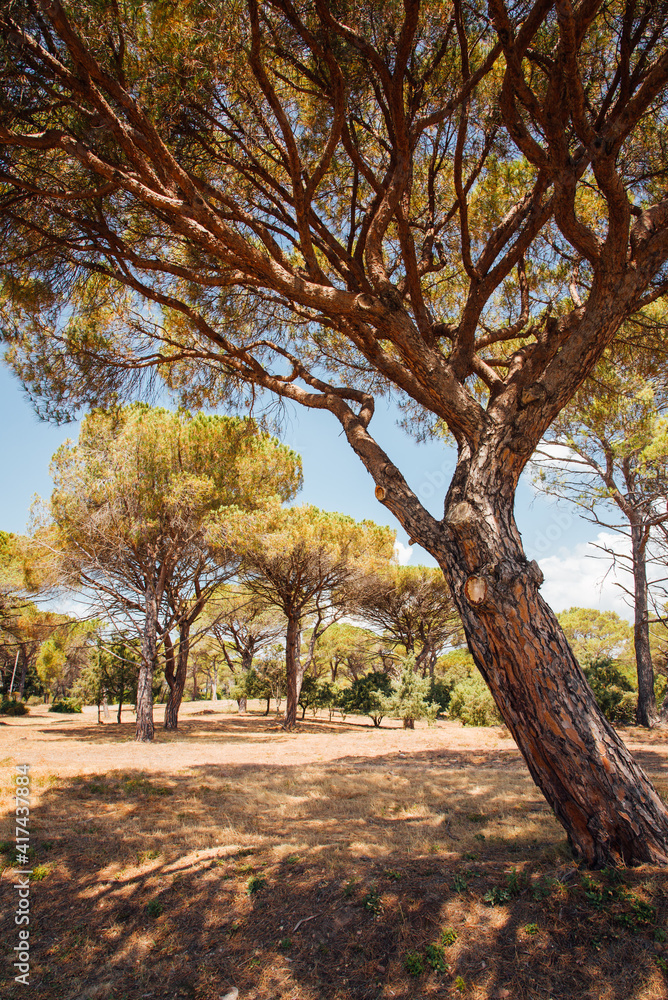 des pins parasols dans le sud de la France. des arbres sous la canicule