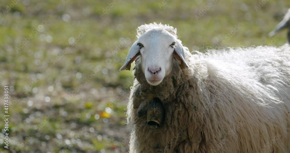 A sheep looking into the camera and chewing in slow motion A sheep looking into the camera and chewing in slow motion