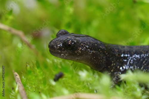 Closeup of a juvenile Ezo or Hokkaido salamander, Hynobius retardatus on green moss