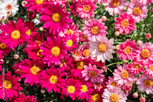 spring flowers in the garden