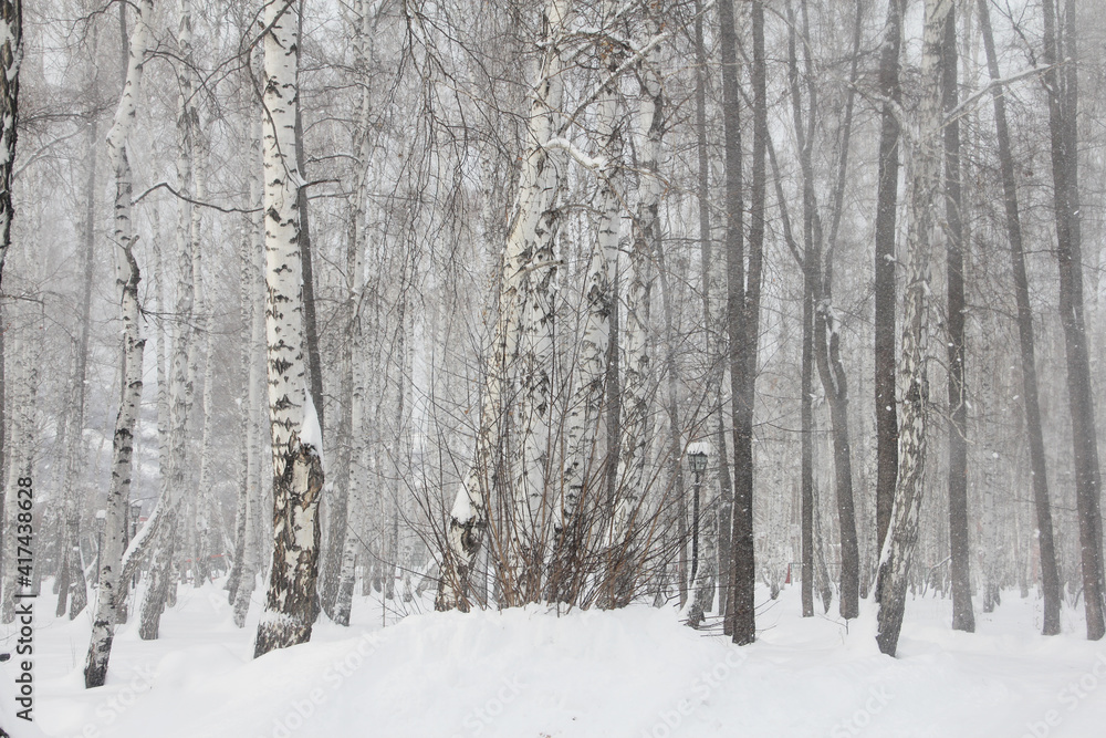 Birch forest in snow