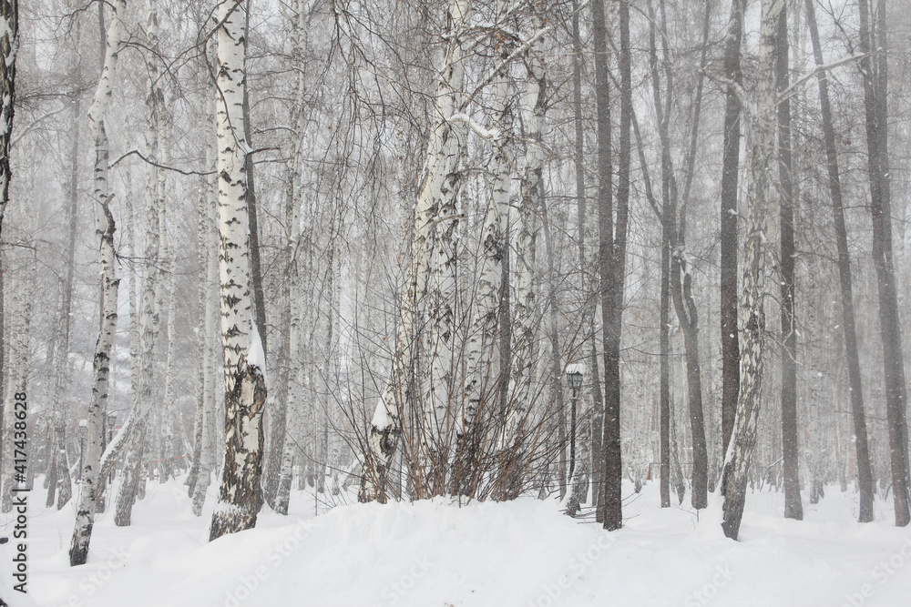 Birch forest in snow Birch forest in snow