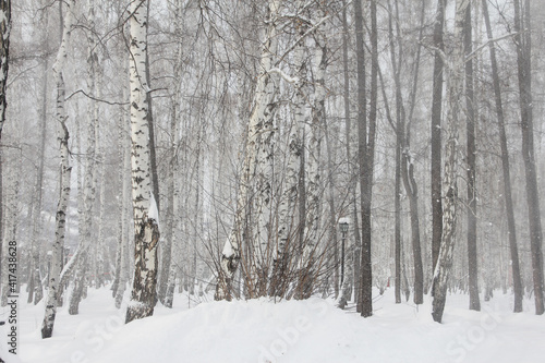 Birch forest in snow © destillat
